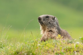 Murmeltierfrühling - Wenn alle aus den Höhlen kriechen
