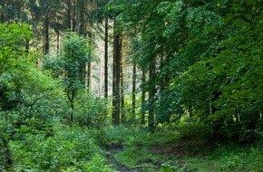 Forest Stewardship Council (FSC): Verabschiedet sich Hessen von der verantwortungsvollen Waldwirtschaft?