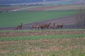 VIER PFOTEN - Stiftung für Tierschutz: Le passage à l'heure d'hiver accroît le risque de collisions avec la faune sauvage