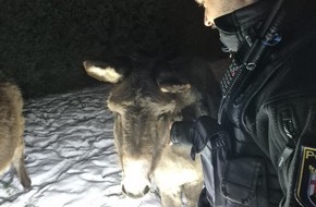 Polizeidirektion Worms: POL-PDWO: Oberwiesen - Esel auf Nachtwanderung