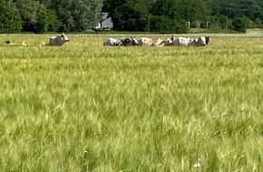 Polizeidirektion Landau: POL-PDLD: Schwegenheim, B 9, Ausfahrt Tankhof Samstag, 13.06.2026, 9:30 bis 10:30 Uhr Freilaufende Rinder und Schafe neben der B9