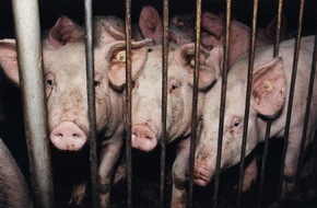 VIER PFOTEN - Stiftung für Tierschutz: Le Parlement refuse un renforcement du bien-être animal
