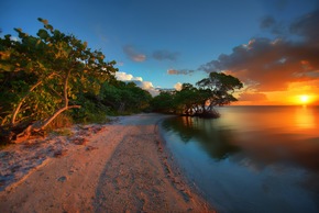 Zwischen Meer und Mangroven: Die Tierwelt der Bradenton Gulf Islands