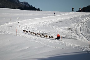 4.000 Besucher bei Schlittenhunde-Weltcup in Unterjoch - Spektakel im Allgäu sorgt für Begeisterung bei Mensch und Tier