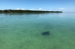 Helmholtz-Zentrum Hereon: Hereon-Pressemitteilung: Seegras keine Patentlösung gegen Klimawandel