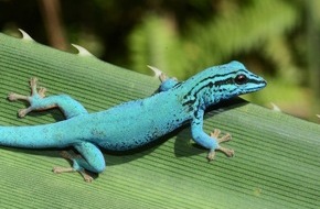 Verband der Zoologischen Gärten (VdZ): Kleiner Kletterkünstler mit großer Aufmerksamkeit: Der Gecko wird Zootier des Jahres
