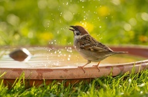 ZZF – Zentralverband der Heimtierbranche e.V.: Hilfe bei Hitze: Tränken für Wildtiere und Insekten richtig aufstellen