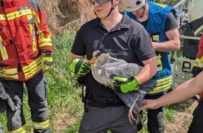 Freiwillige Feuerwehr Stockach: FW Stockach: Tierrettung