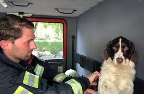 Kreisfeuerwehrverband Pinneberg: FW-PI: Schenefeld: Feuer in der Küche - Eine Person und Hund aus der Wohnung gerettet