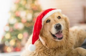 tails.com: Weihnachtliche Geschenketipps für Hunde