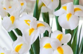 Blumenbüro: Die betörend duftende Iris sorgt für Sinnesfreude (BILD)