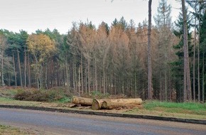 Deutsche Bundesstiftung Umwelt (DBU): DBU: Ehemaliger Truppenübungsplatz Haltern-Lavesum: Bundesforst fällt vom Borkenkäfer befallenes Holz