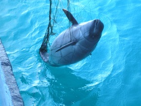 18. Mai | Internationaler Tag des Ostsee-Schweinswals: Schauspieler Doğuhan Kabadayı und Whale and Dolphin Conservation fordern effektiven Schutz für die letzten Schweinswale