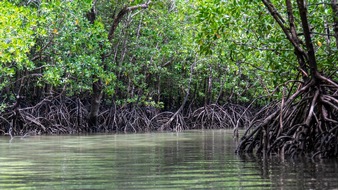 Global Nature Fund: Multitalent Mangrove: GNF mit Projekten für Biodiversitäts- und Klimaschutz