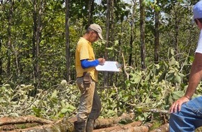 Life Forestry Switzerland AG i.L.: Life Forestry Switzerland AG i.L. - Teakb&auml;ume vorhanden - Endernten beginnen - Erl&ouml;szahlungen starten - Kunden sind und bleiben Baumeigent&uuml;mer