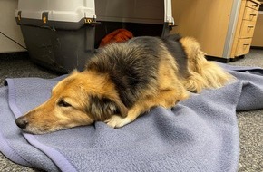 Polizeiinspektion Nienburg / Schaumburg: POL-STH: Fundhund bei Rettungsdiensteinsatz zugelaufen