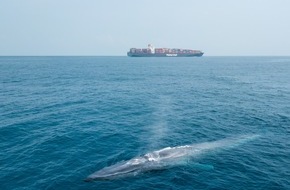 IFAW - International Fund for Animal Welfare: Zum Schutz von Blauwalen verlegt weltgrößte Reederei MSC Route vor Sri Lanka