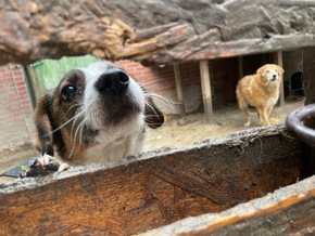 POL-STD: Veterinäramt Landkreis Stade nimmt Hundehalterin Tiere weg - Polizei unterstützt, Kupferdiebe an zwei Firmengebäuden in Stade, Zwei Autos am Horneburger Bahnhof aufgebrochen