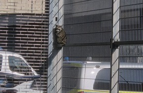 Polizei Aachen: POL-AC: Zwischen Gitter und Gelassenheit: Waschb&auml;r besucht Polizeischleuse