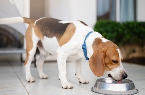 Bundesverband für Tiergesundheit e.V.: Wenn der Hund plötzlich ständig Durst hat: Diabetes erkennen und behandeln