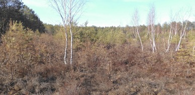 Deutsche Bundesstiftung Umwelt (DBU): Waldbrandgefahr auf DBU-Naturerbeflächen