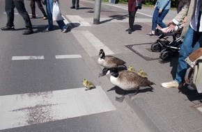 Feuerwehr Bergisch Gladbach: FW-GL: Gänsefamilie auf Shoppingtour