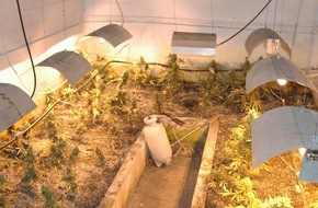 Polizeidirektion Hannover: POL-H: Polizei beschlagnahmt Indoorplantage