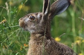 Deutscher Jagdverband e.V. (DJV): NRW weiterhin Hasenland Nummer 1