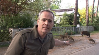 ZDF: "Wilde Tiere vor der Haustür" /  ZDF.reportage nimmt die Witterung von Waschbär und Wildschwein auf (FOTO)