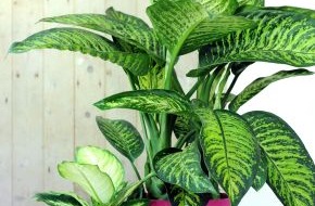 Blumenbüro: Hippie-Chic mit der sommerlich-exotischen Dieffenbachia / Dieffenbachia ist Zimmerpflanze des Monats Juli