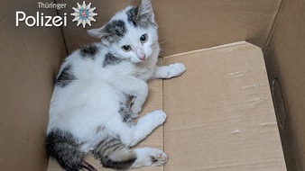 Autobahnpolizeiinspektion: API-TH: Herrenloser Kater musste erl&ouml;st werden