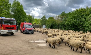 Feuerwehr Bochum: FW-BO: Hilfloses Schaf führt zu Feuerwehreinsatz