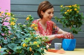 Blumenbüro: Changierende Blütenvielfalt für den Sommer / Wandelröschen ist Terrassenpflanze des Jahres 2017