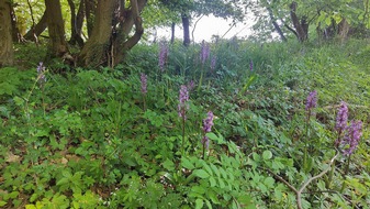 Universit&auml;t Kassel: Forschende pl&auml;dieren f&uuml;r St&auml;rkung des Natura-2000-Netzwerks durch biokulturellen Ansatz