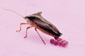 Naturama Aargau: Ostern im Naturama: Auch Insekten legen Eier!