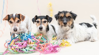 ZZF – Zentralverband der Heimtierbranche e.V.: Helau ohne Wauwau: Umzüge an Fastnacht sind kein Spaß für Hunde