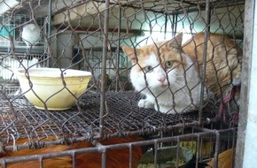 VIER PFOTEN - Stiftung für Tierschutz: Chinas Landwirtschaftsministerium streicht Hunde und Katzen von Nutztier-Liste: VIER PFOTEN ist positiv überrascht vom Entscheid