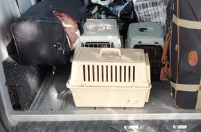 Bundespolizeiinspektion Chemnitz: BPOLI C: Bundespolizei stoppt Hundetransport