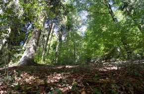 Universität Kassel: Wie ernähren sich Bäume? Neues Exzellenz-Projekt