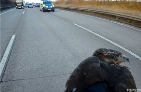 Polizeiinspektion Hildesheim: POL-HI: Verletzter Greifvogel legt Verkehr auf der A7 lahm - Beamte der Autobahnpolizei Hildesheim als Tierretter im Einsatz