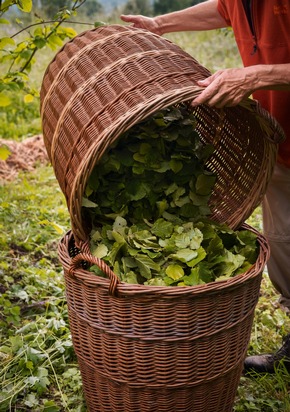 Dedicated to you: Die f&uuml;nf Dr. Hauschka Qualit&auml;tsmerkmale f&uuml;r ein sp&uuml;rbares, ganzheitliches Pflegeerlebnis im Einklang mit der Natur