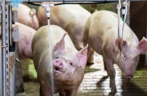 dlv Deutscher Landwirtschaftsverlag GmbH: Der Schweinebuzzer aus Niedersachsen: Duschen per Knopfdruck