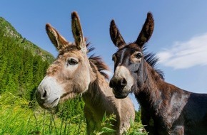Schweizer Tierschutz STS: Communiqué de presse: Ânes, mules et bardots – adaptations spécifiques à l'espèce demandées dans l'ordonnance sur la protection des animaux