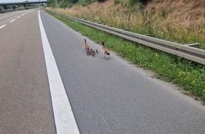 Polizeipräsidium Südhessen: POL-DA: Rüsselsheim: Nilgansfamilie nach Autobahnsperrung wohlauf