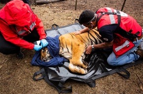 VIER PFOTEN - Stiftung für Tierschutz: Brisante Tigerrettung endet erfolgreich