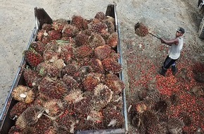 Solidar Suisse: Nestlé importiert Palmöl aus Zwangs- und Kinderarbeit