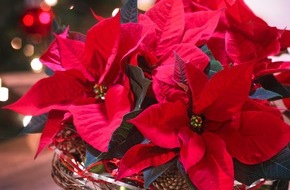 Stars for Europe GbR: Ehrentag für einen Star / Der "Poinsettia Day" 2014 lädt zu märchenhaften Gefühlsmomenten mitten in der Adventszeit ein (FOTO)