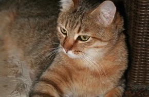 VIER PFOTEN - Stiftung für Tierschutz: Heute ist Weltkatzentag: VIER PFOTEN ruft zur Kastration von Hauskatzen auf (BILD)