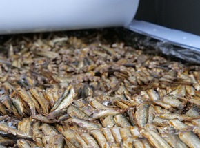 Fischsommelier erzielt im Kaiserbad Heringsdorf auf Usedom RID-Weltrekord mit »größter Fischkonservendose« der Welt