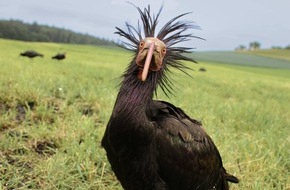 Verband der Zoologischen G&auml;rten (VdZ): Zoos machen Hoffnung: Artensterben ist kein Naturgesetz / Mit dem Internationalen Reverse the Red Day am 7. Februar rufen Zoos und Naturschutzorganisationen dazu auf, den Trend umzukehren